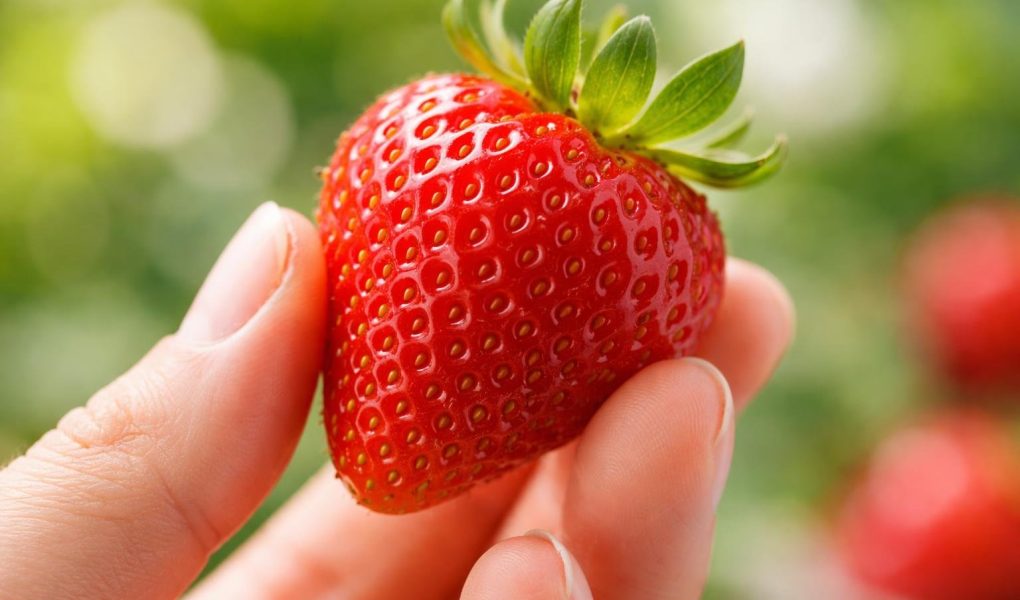 main-fraise-mure-juteuse