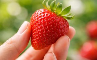 main-fraise-mure-juteuse